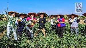 見證好風景　陳其邁盛讚林園洋蔥甘甜爽脆