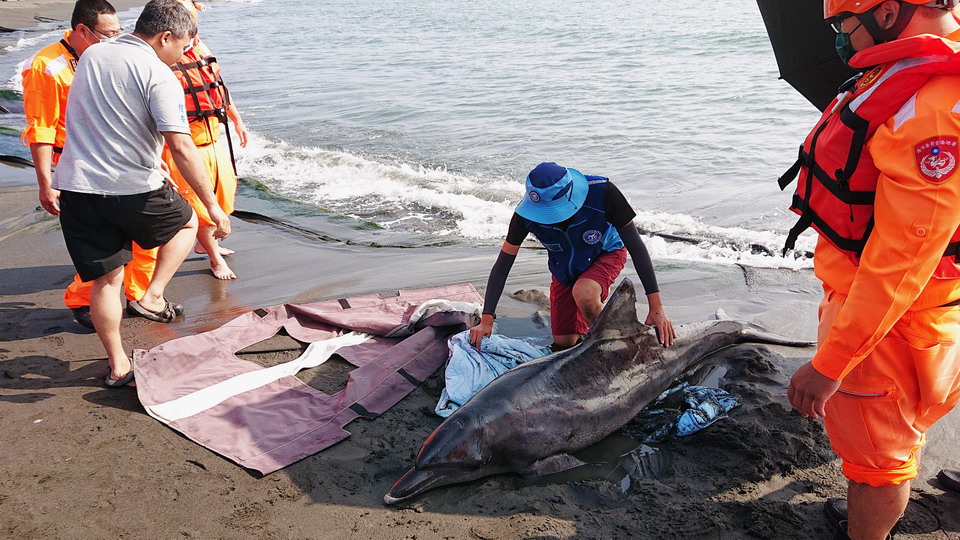 減緩瀕危海洋生物　高市府推動鯨豚海龜教育宣導保育