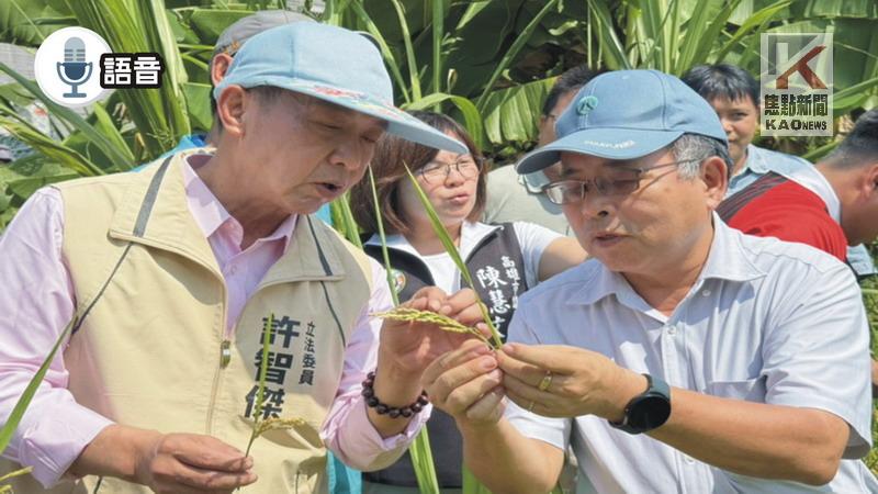 語音／稻穗空包農民心碎！　許智傑衝第一線　爭取一分地2000禮券補