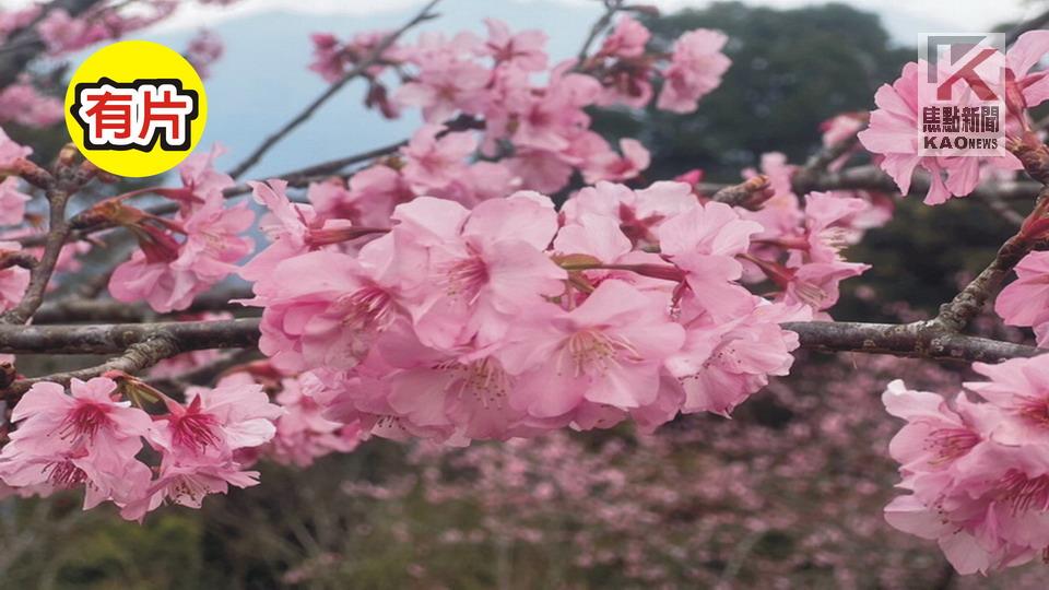 影／世外「桃源」　高雄桃源鄉櫻花大爆「花」