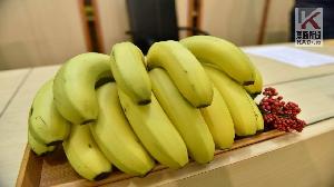 高雄農產前進日本　第一批出貨共9.6公噸香蕉