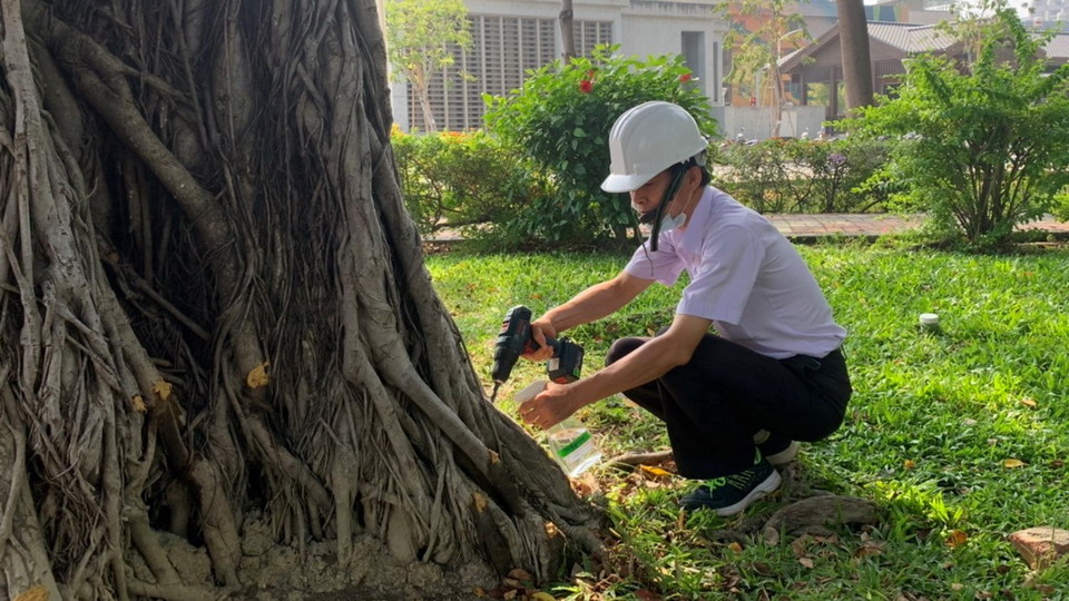 德北公園罹病老榕樹　台大教授妙手回春