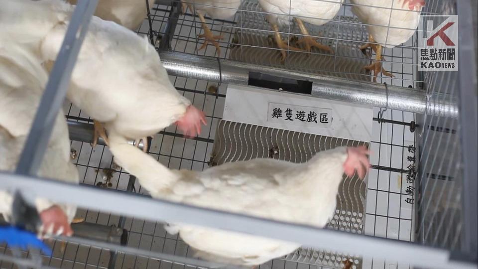 高市提升養雞場經營環境　輔導石安牧場動物福利蛋