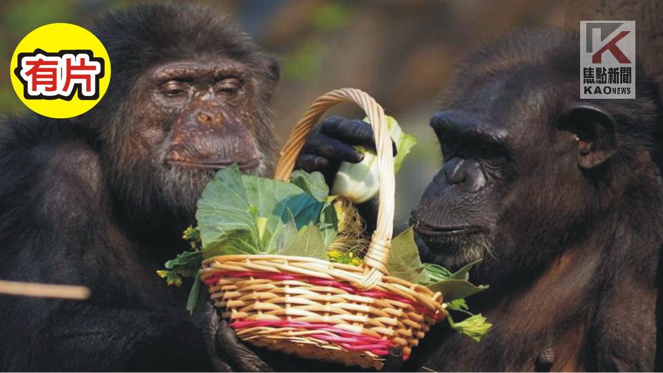 影／壽山動物園年節加菜　動物上演爆笑小劇場