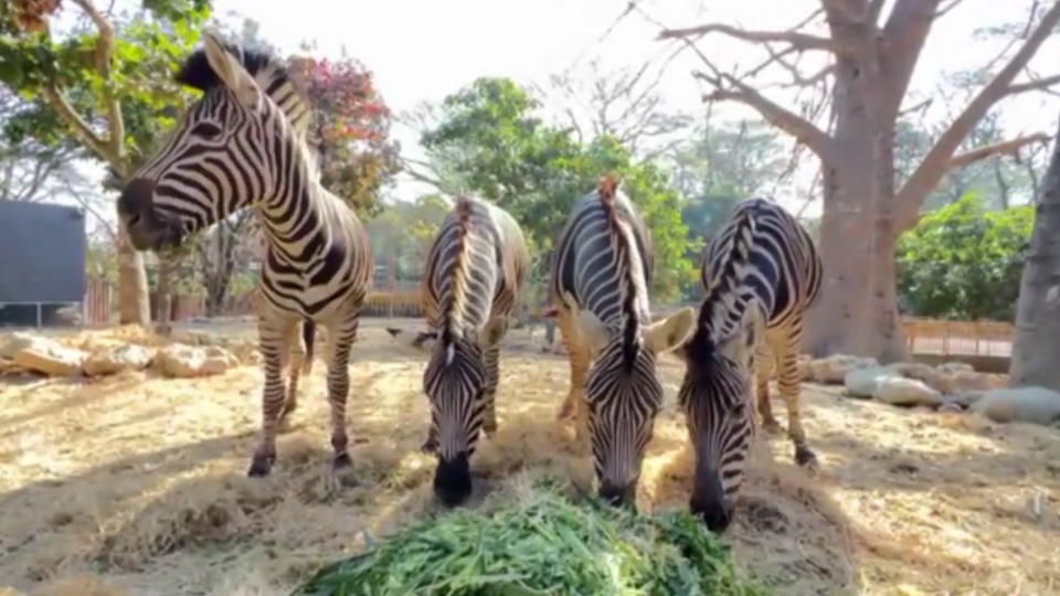 影／高市觀光局：動物園運動經費絕非僅有100多萬