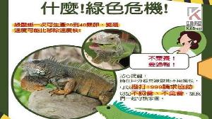 綠鬣蜥大軍入侵公園　防止綠鬣蜥危害環境人人有責