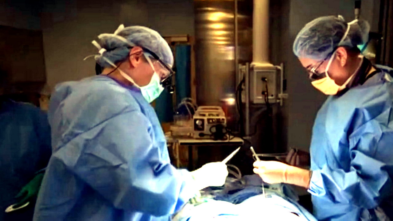 美國紐約大學進行豬腎臟移植人體實驗