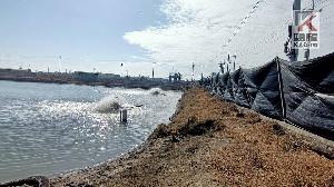 強烈大陸冷氣團來襲　高市府籲養殖業者提前做好防寒措施
