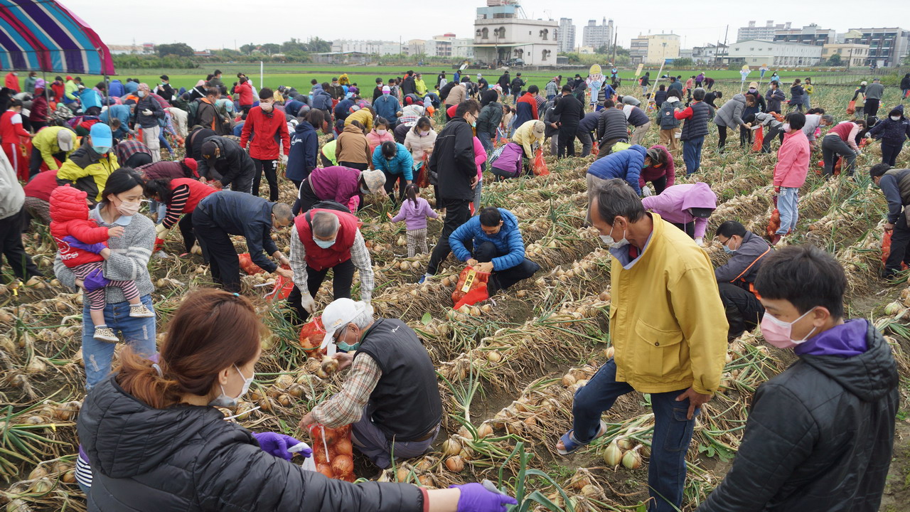 「虎哩ㄎㄠ蔥頭」　中油石化部邀員眷與地方採蔥趣