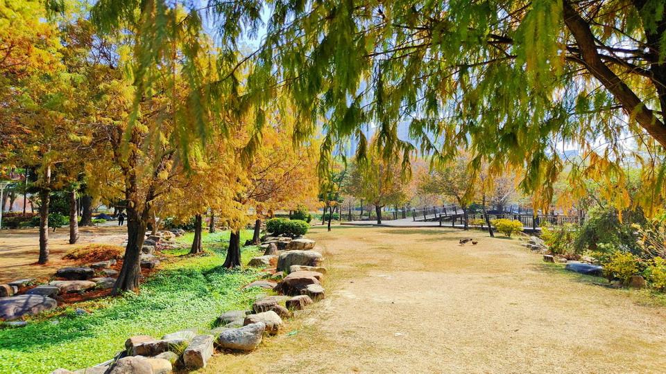 想拍仙氣美照？　快來凹子底森林公園一窺「落羽松秘境」