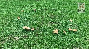 雨後天晴公園內菌菇生長　切記不可摘食！