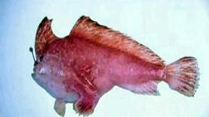 時隔22年　粉紅長手魚澳洲外海再現形