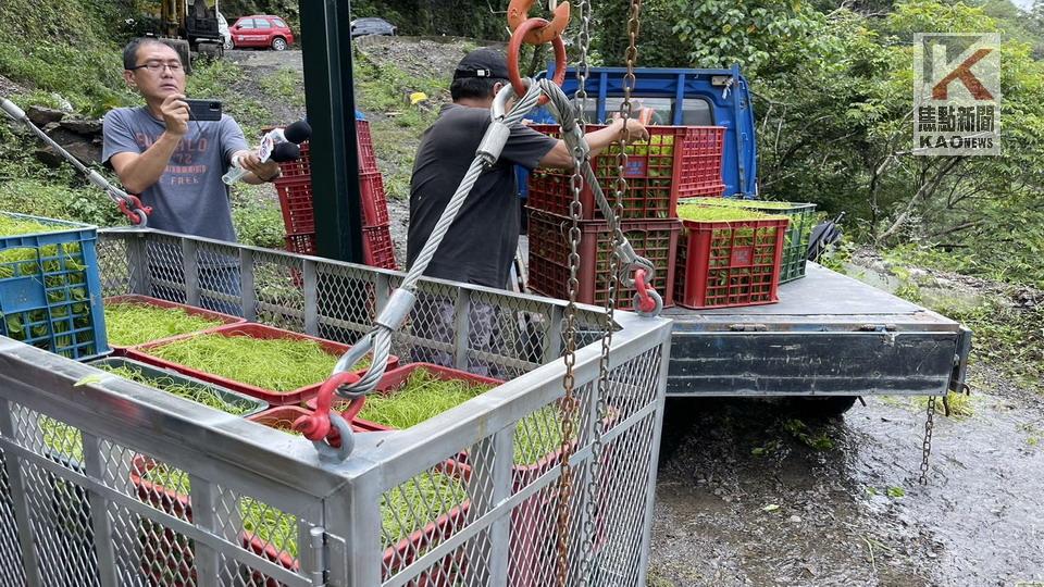 桃源區流籠啟動　成功運送龍鬚菜　農民：大幅減輕損失